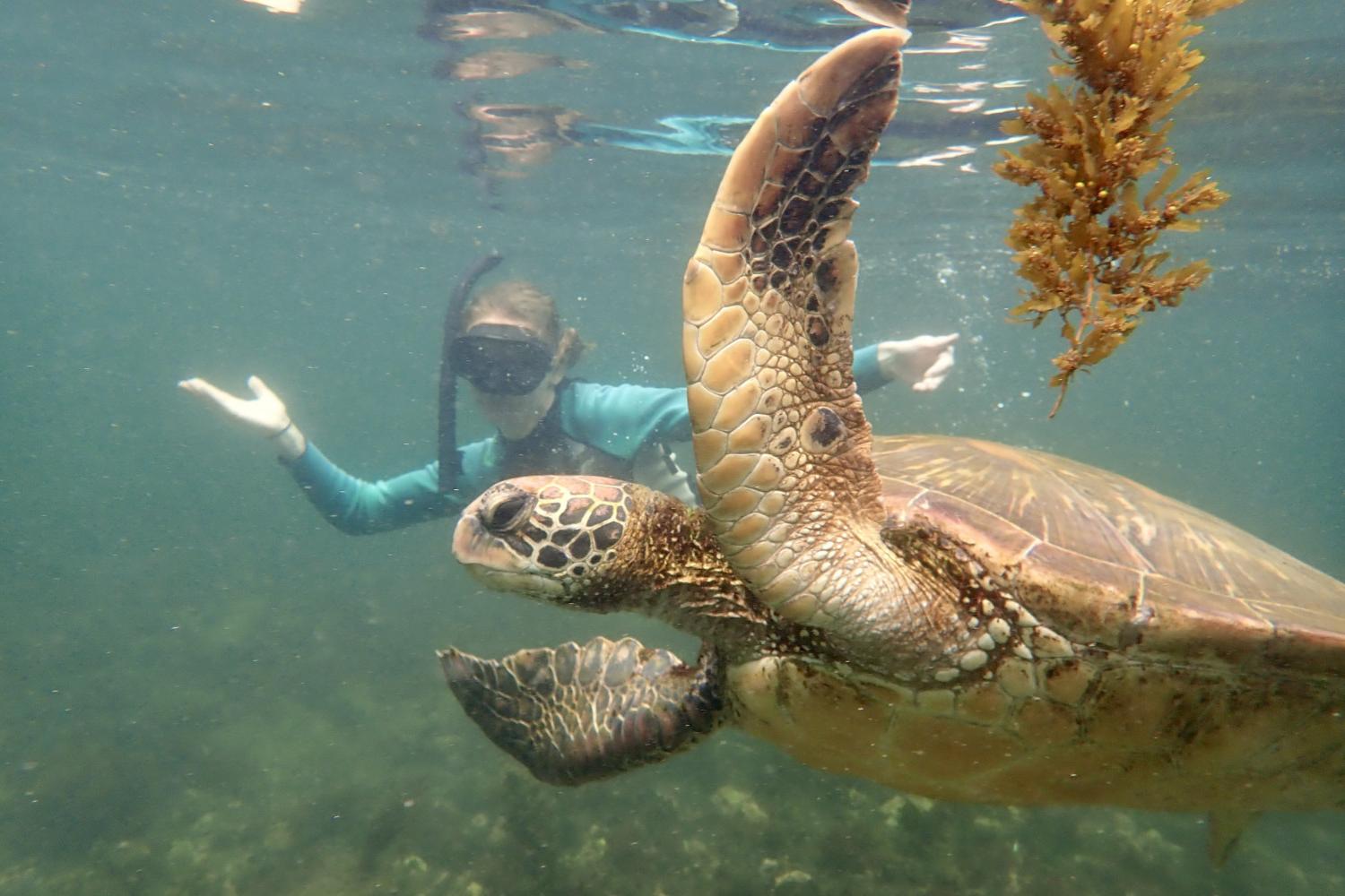 一名<a href='http://iqoz.ngskmc-eis.net'>全球十大赌钱排行app</a>学生在Galápagos群岛游学途中与一只巨龟游泳.